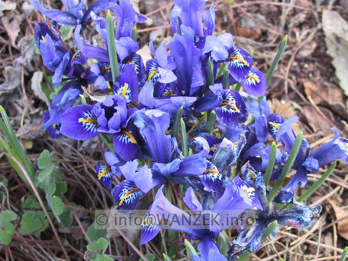 Iris reticulata.JPG